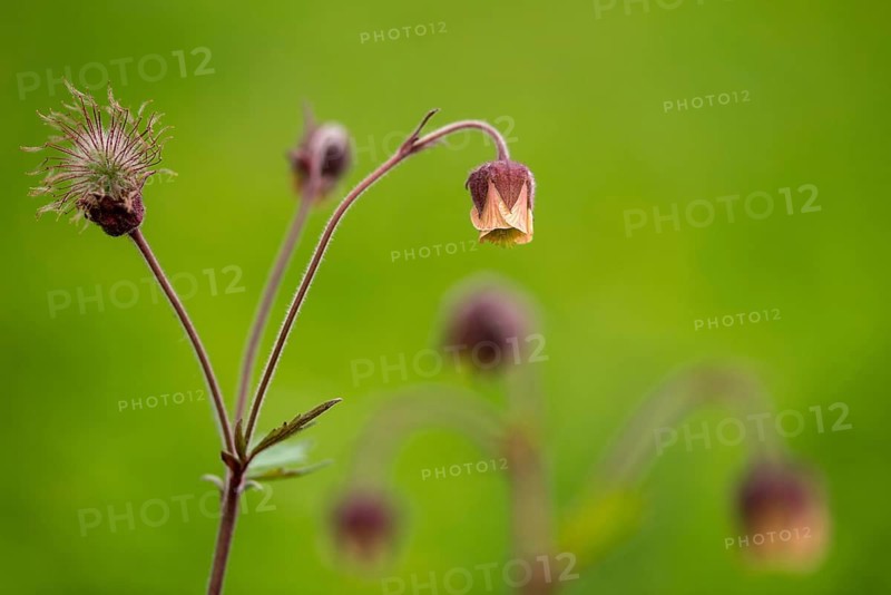 Brownwort, geum rivale, rosaceae, rose family, flora, plants, plants, water avens