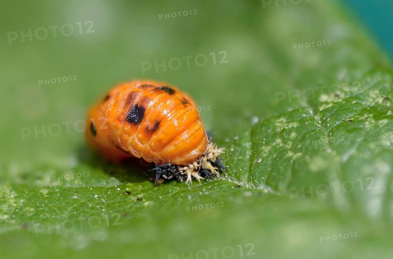 Asian ladybeetle, Asian ladybug, coccinellidae, coccinellinae, harlequin ladybug, harmonia axyridis, ladybug, beetle, coleoptera, harlequin, insects, beetle, larva, multicolored Asian