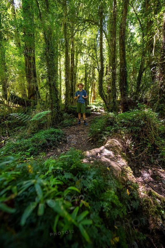 Young man on a hiking trail through dense temperate rainforest, Valdivian or North Patagonian rainforest, Parque Nacional Alerce Andino, Llanquihue, Los Lagos, Chile