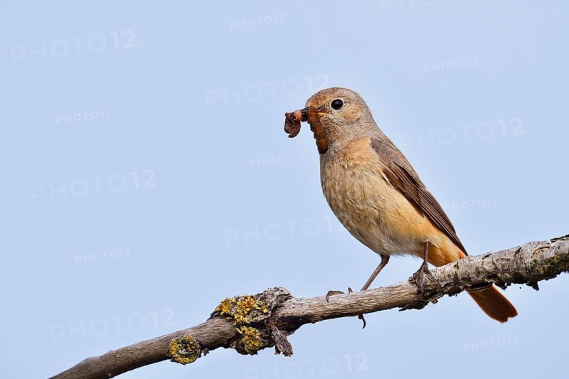 Redstart (Phoenicurus phoenicurus), a female perched on a branch with caterpillars in her beak, North Rhine-Westphalia, Germany