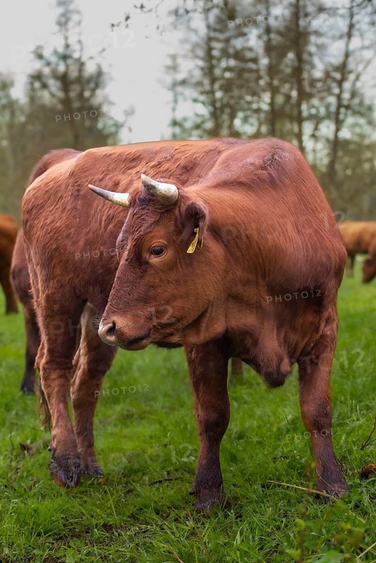 Artiodactyla, Bavaria, Bos Taurus sspec.5, cattle, even-toed ungulate, high-altitude cattle, Upper Palatinate, cloven-hoofed cattle, Tirschenreuth, Waldnaab, Waldnaabaue, wild willows Waldnaabaue, domesticated animals, extensive grazing, pet, high size, portrait format, mammals, cattle, mammals