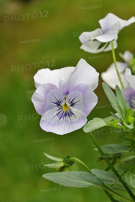 Pansies (Viola), white and pink flower-bed in a flowerbed in a garden, Wilnsdorf, North Rhine-Westphalia, Germany