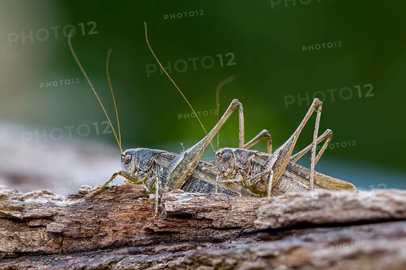 Grey bush cricket, deciduous locusts, platycleis albopunctata, tettigonioidea, western bite scare, ensifera, female, grasshopper, grasshoppers, insects, long-feeler scare, male, couple, female