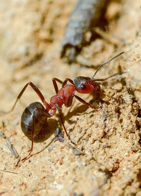 Ants, ant, blood-red ant, blood-red predatory ant, Formica sanguinea, formicidae, hymenoptera, predatory ant, high size, portrait, insects, insects