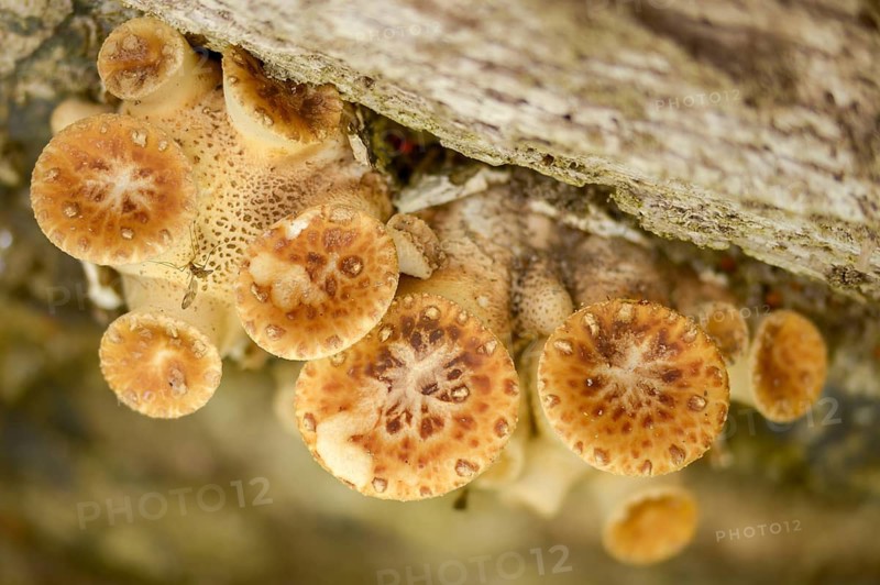Cerioporus Squamosus, Dryad's Saddle, Pheasant's Back Mushroom, Polyporus Squamosus, Scaly Blackfoot Porling, Scaly Stem Porling, Fungus