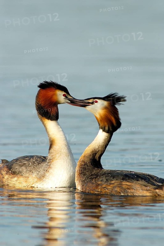 Great Crested Grebe, Podiceps Christatus, couple, pair, courtship, Germany/Germany