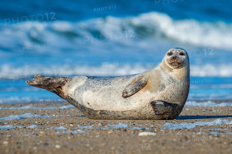 Seal (Phoca vitulina), North Sea, Heligoland, Schleswig-Holstein, Germany