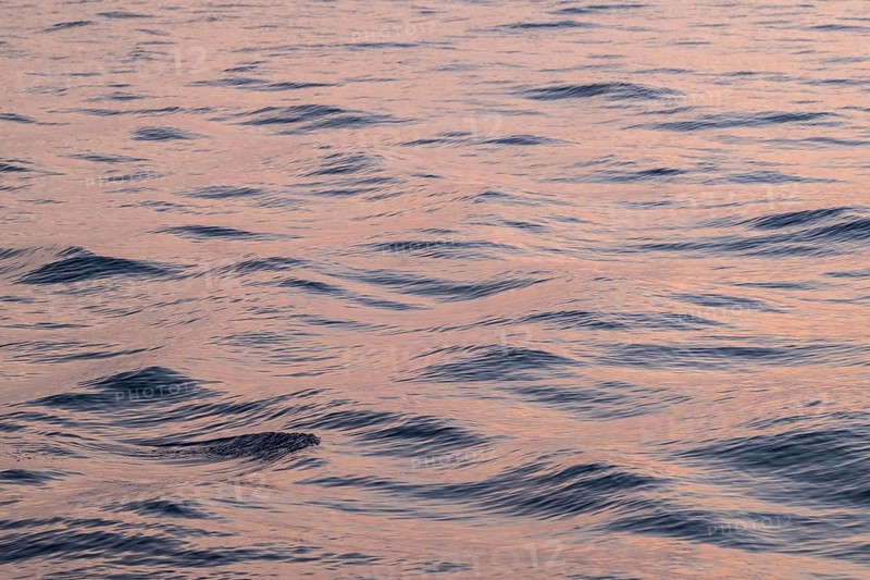 Gentle waves of the Mediterranean reflect a pink-blue light with a calm atmosphere, Aeolian or Lipari Islands, Southern Italy, Italy