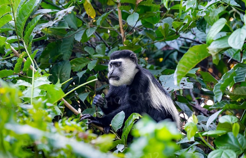 West African guereza or mantelaffe (Colobus guereza occidentalis) eating leaves, Bigodi, Western Region, Uganda
