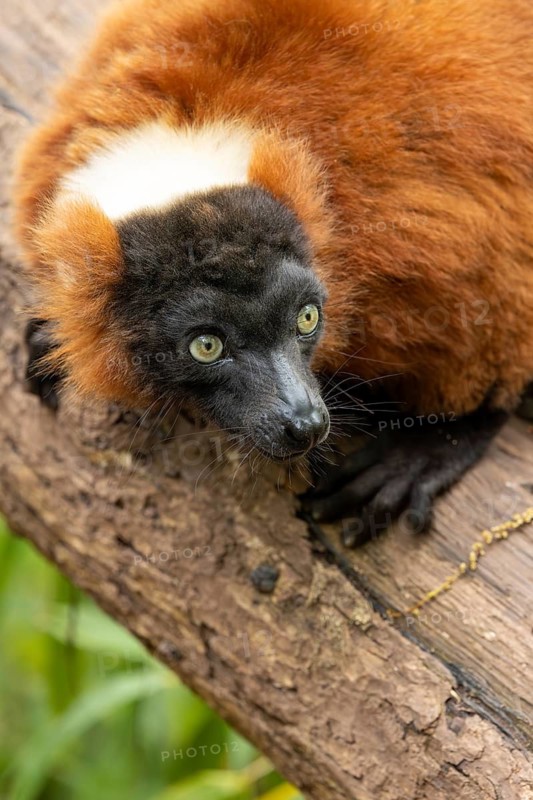 A red ruffed lemur with thick fur perched on a tree trunk in the jungle, looking intently at the camera, red ruffed lemur (Varecia rubra), sitting on a branch, Apenheul, Netherlands