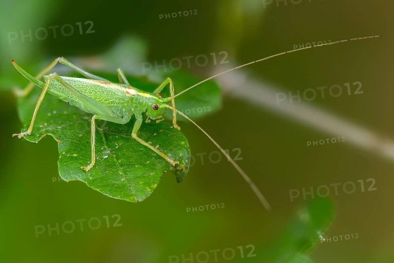 Drumming katydid, oak scare, common oak scare, meconema thalassinum, oak bush cricket, grasshoppers, insects, nymph