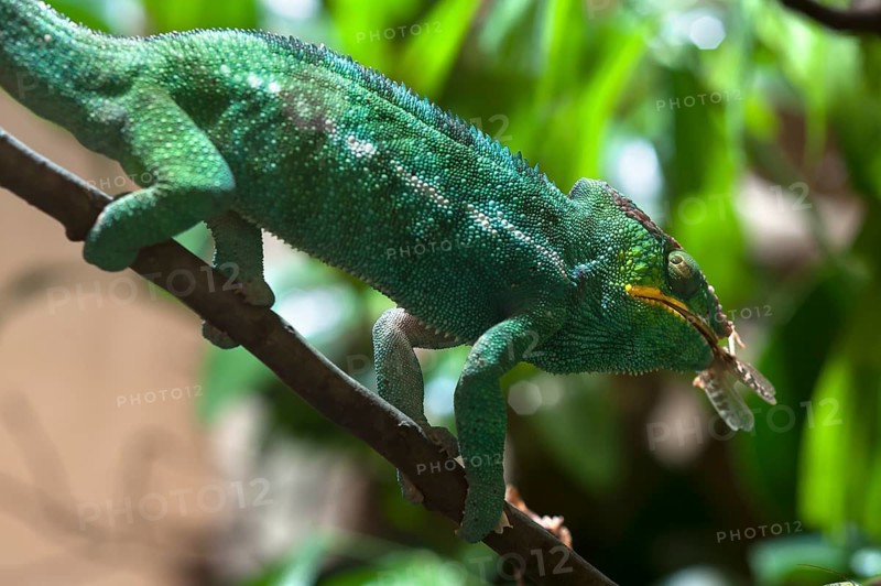A panther chameleon eats a grasshopper, terrarium at Nuremberg Zoo, Nuremberg, Middle Franconia, Bavaria, Germany. PR available