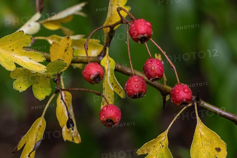 Hawthorn (Crataegus monogyna), Emsland, Lower Saxony, Germany