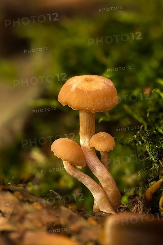 Agaricus prolixus, clitocybe distorta, collybia distorta, collybia prolixa, rose-stalked rosacea, rose-stalked turnip, marasmius distortus, rhodocollybia prolixa, toothed toughshank, twisted turnip, rooting large turnip, fungi, fungus, high size, portrait, mushrooms