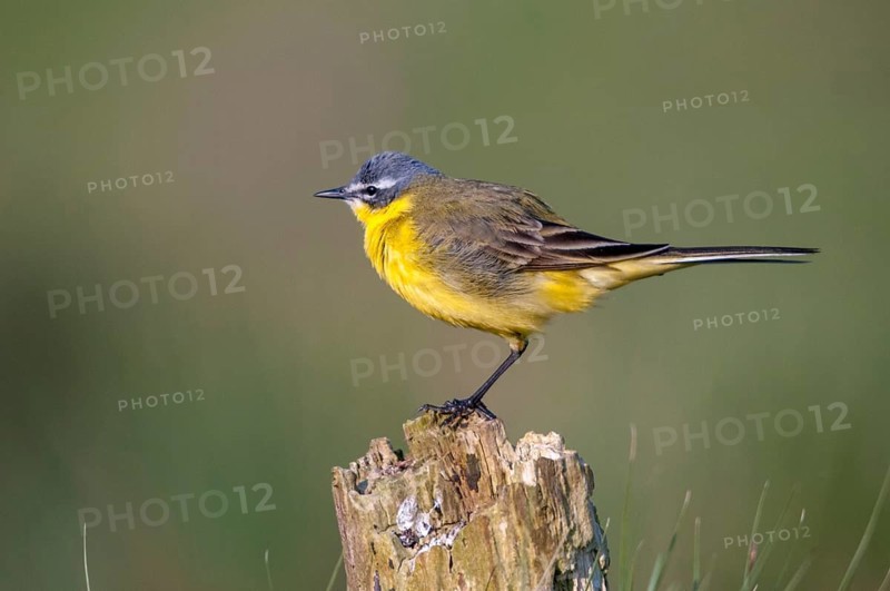 Motacilla flava, sheeptail, western yellow wagtail, yellow wagtail, birds, male, passeri, songbirds, birds