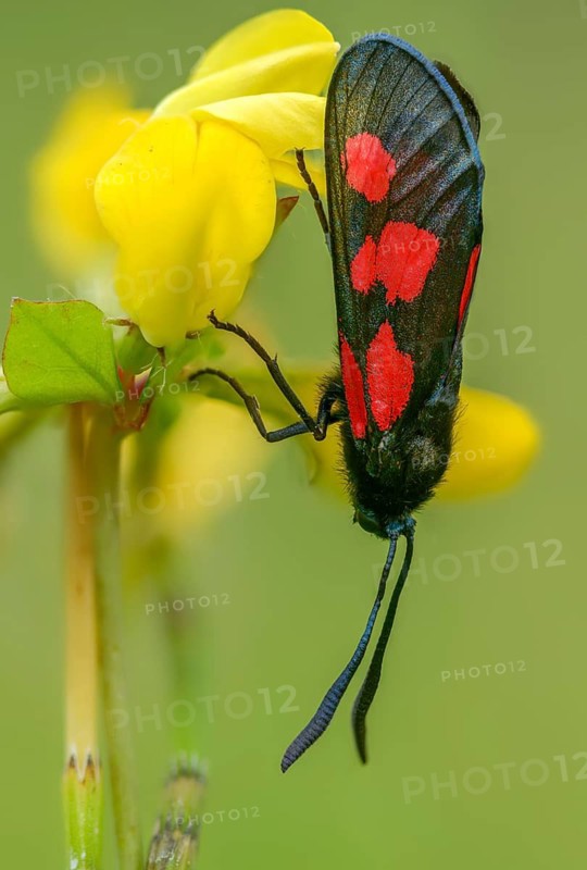 Wetland ram, five-spot burnet, clover ram, marsh horn clover ram, zygaena trifolii, blood droplets, butterfly, high size, portrait format, insects, moths, moths, moths, moths, butterfly, ram