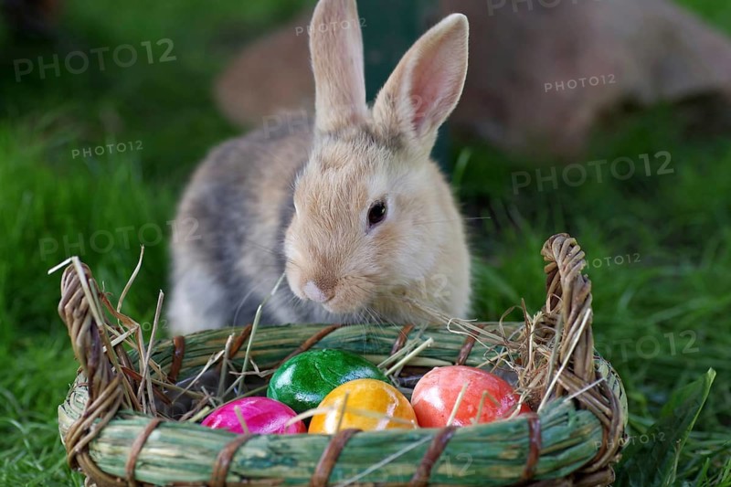 Rabbit (Oryctolagus cuniculus, domestic variety), Easter, cute, Easter Bunny, A pet rabbit sitting next to an Easter basket filled with colourful Easter eggs
