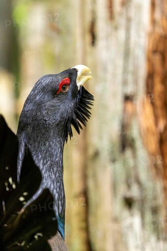 A dark-feathered bird in the forest stands on green grass and raises its beak: a displaying capercaillie (Tetrao urogallus), Black Forest, Baden-Württemberg, Germany