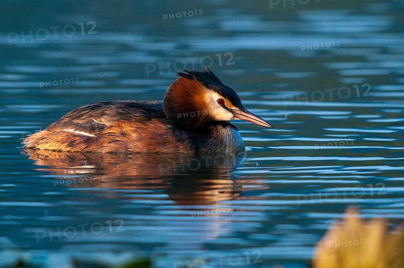 Great crested grebes, podiceps cristatus, birds, grebes, podicipedidae, divers, birds, waterbirds, waterbirds