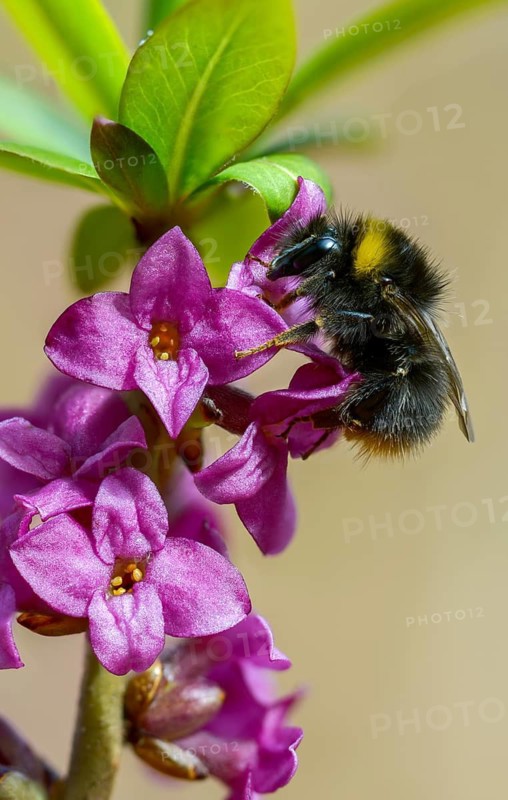 Apidae, bees, Bombus pratorum, Daphne mezereum, real daaphne, February Daphne, common dapphibia, hymenoptera, cellar neck, small forest bumblebee, sparrow tongue, thymelaeaceae, meadow bumblebee, early-nesting bumblebee, early bumblebee, early nesting bumblebee, early nesting bumblebee, flora, spring, high size, portrait, bumblebee, insects, mezereon, mezereum, plants, plants, spring, spurge laurel, spurge olive
