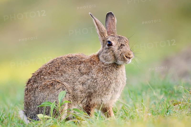 A wild rabbit (Oryctolagus cuniculus) sitting in a meadow, North Rhine-Westphalia, Germany