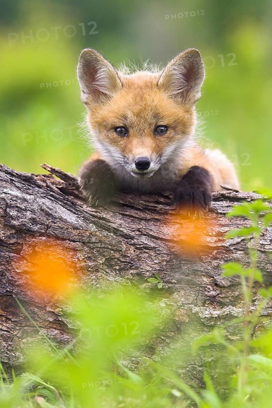 Red fox (Vulpes vulpes), Minnesota, USA, a young fox rests alertly on a tree trunk, with flowers in the foreground