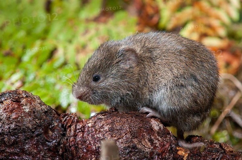Earth mouse, field vole, microtus agrestis, rodents, rodentia, short-tailed vole, mammals, mouse, muroids, rodents, mammals, vole