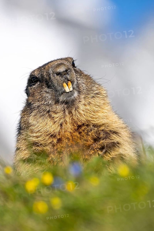 Alpine marmot (Marmota marmota), Heiligenblut, Carinthia, Austria