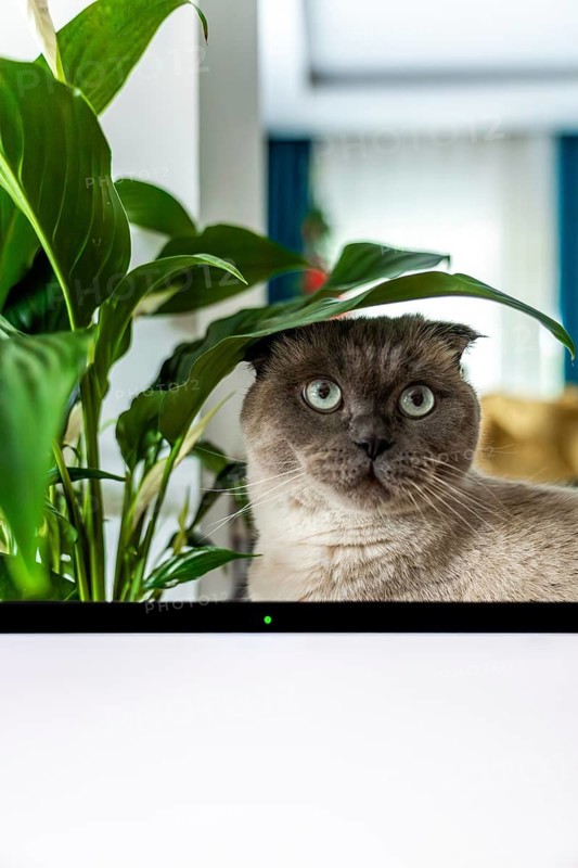 A Scottish Fold cat with blue eyes sits near laptop white screen behind a green plant. The cat has a light gray coat and distinctive folded ears, creating a curious expression