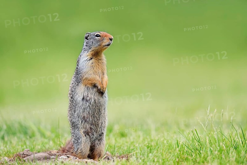 A Columbia ground squirrel (Urocitellus columbianus, Spermophilus columbianus) stands upright in a meadow, Waterton Lakes National Park, Alberta, Canada