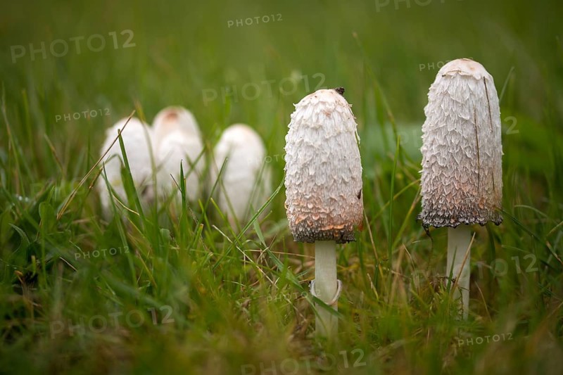 Agaricales, Coprinus Comatus, Coprinus Ovatus, Coprinus Porcellanus, Egg Tinting, Lawyer's Wig, Porcelain Tinting, Crested Tinting, Shaggy Ink Cap, Shaggy Mane, Asparagus Mushroom, Inkmushroom, Fungi, Fungus, Mushrooms