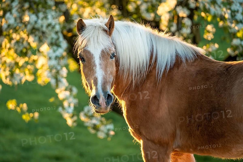 Horse, Haflinger, portrait, gelding, in spring, evening sun, blossoming trees in the background