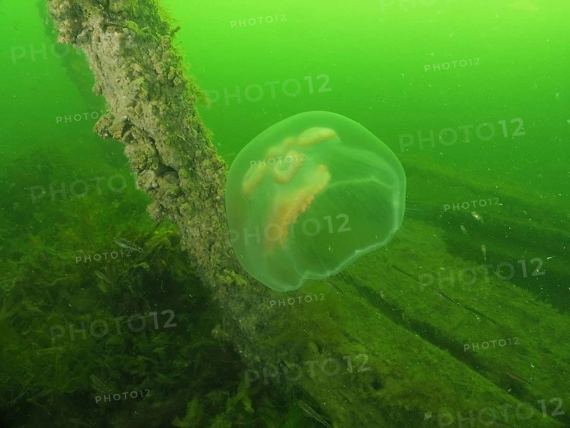 A moon jellyfish (Aurelia aurita) floats in a green underwater setting next to a wooden post on a shipwreck, at the Severn (Trubbnos) wreck dive site, Konabbsfjärden, Nynäshamn, Stockholm, Sweden