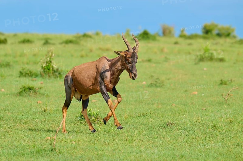 An antelope moves alone across a vast green landscape: a topi (Damaliscus lunatus jimela), Masai Mara National Reserve, Narok County, Kenya