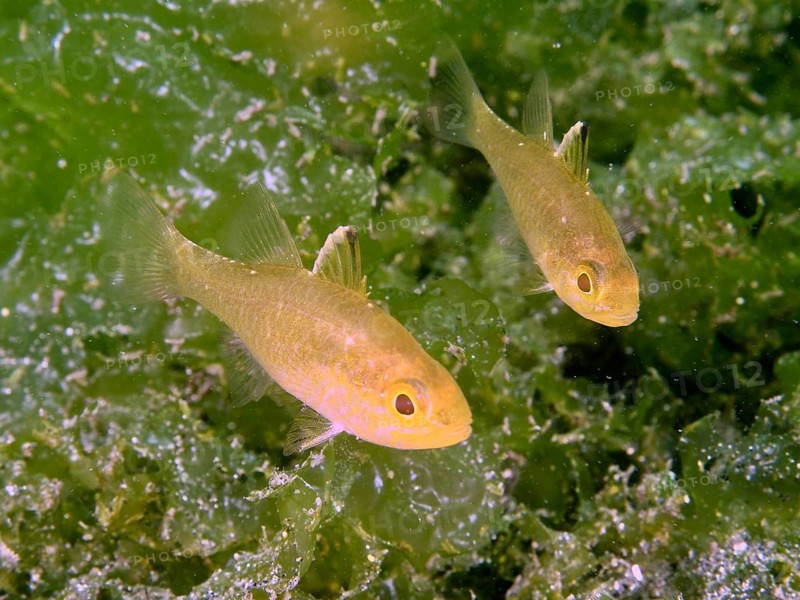 Two small yellow-finned cardinalfish (Ostorhinchus hoevenii) swim through green underwater plants, Secret Bay dive site, Gilimanuk, Bali, Indonesia