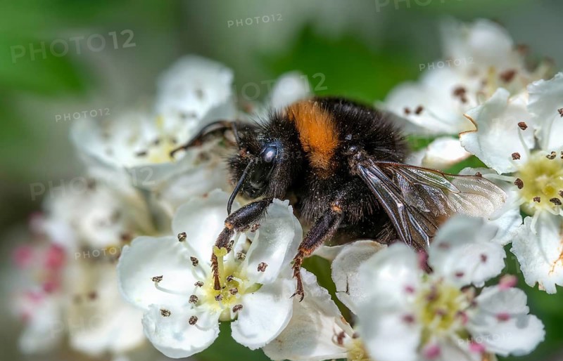 Apidae, bees, bombus terrestris, dark bumblebee, hymenoptera, buff-tailed bumblebee, bumblebee, insects, large earth bumblebee