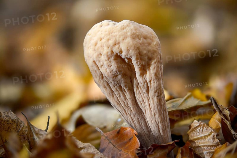 Clavariadelphus pistillaris, large Hercules leg, Hercules leg, common club coral, fungi, fungus, mushrooms
