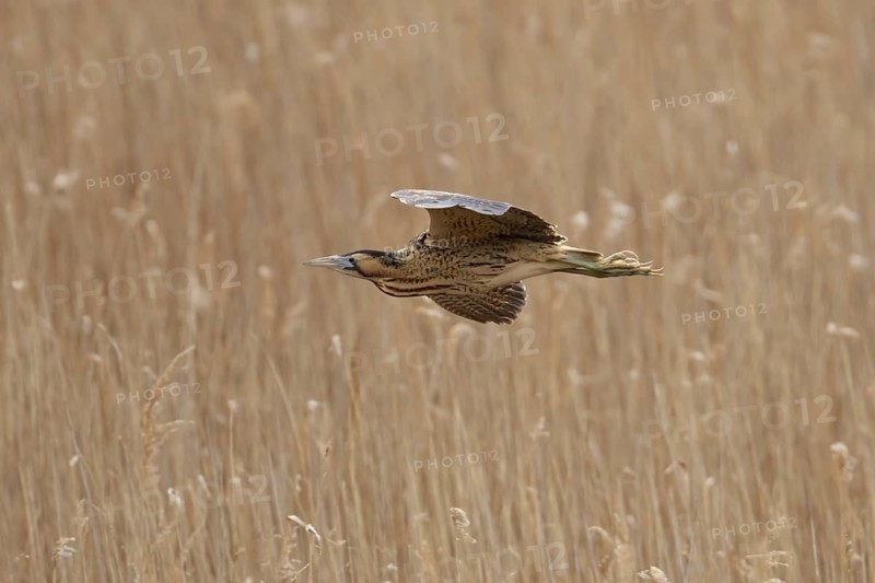 Eurasian or Great bittern (Botaurus stellaris) adult bird flying over a reedbed in spring, RSPB Minsmere nature reserve, Suffolk, England, United Kingdom