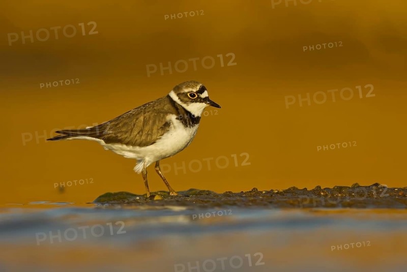 Little Ringed Plover (Charadrius dubius) female foraging, North Rhine-Westphalia, Germany