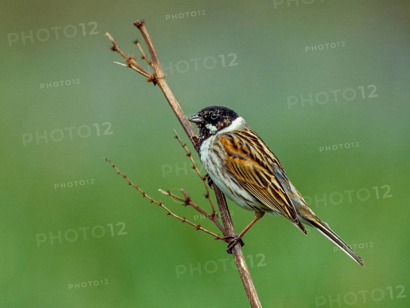 Emberiza Schoeniclus, Reed Bunting, Rohrrammer, Birds, Leo, Male, Passeri, Songbirds, Birds