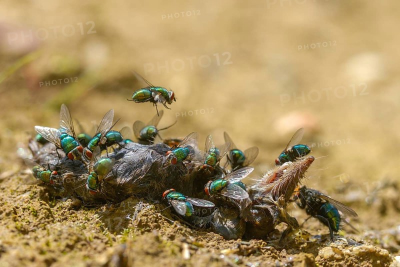 Calliphoridae, goldfly, Lucilia spec., blowflies, carrion, diptera, insects, carcass, shrew, dead, two-winged