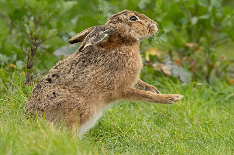 European brown hare (Lepus europaeus) adult animal stretching in grassland, England, United Kingdom