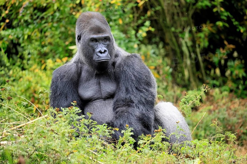 Western gorilla (Gorilla gorilla), adult, male, silverback, sitting on the ground, alert