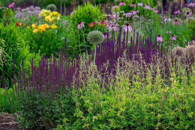 A lively garden with purple and yellow flowers, graceful greenery surrounding colorful blossoms, Germany