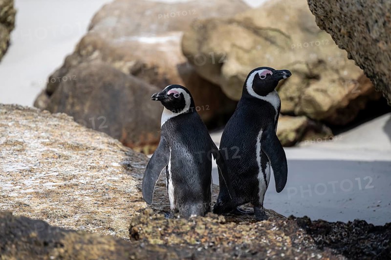 Two spectacled penguins (Spheniscus demersus) on a rock, Boulder Beach, Western Cape, Simon's Town, South Africa