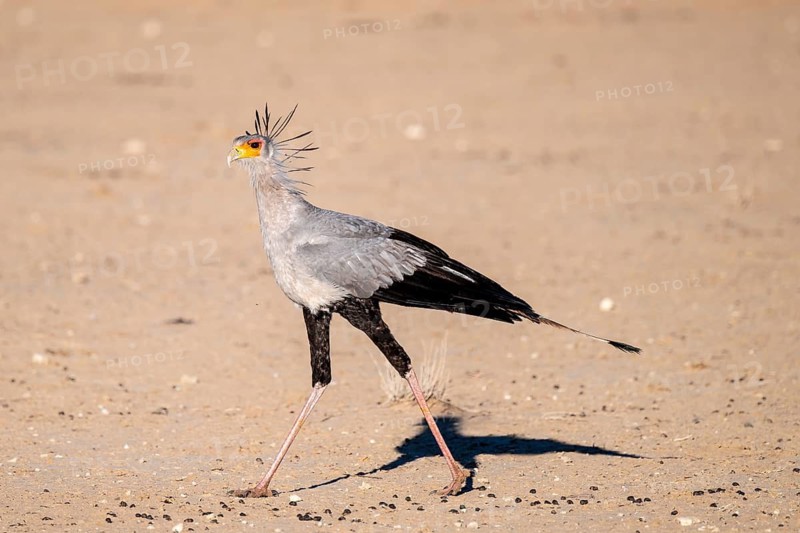 Secretary bird (Sagittarius serpentarius), Kalahari Desert, Kgalagadi Transfrontier Park, South Africa