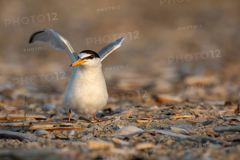 After the little tern (Sternula albifrons) and its fellow terns have chased away a seagull flying past, it lands directly on the clutch, which usually consists of three eggs, rare, threatened, breeding season, clutch, June, North Sea coast, June, Denmark