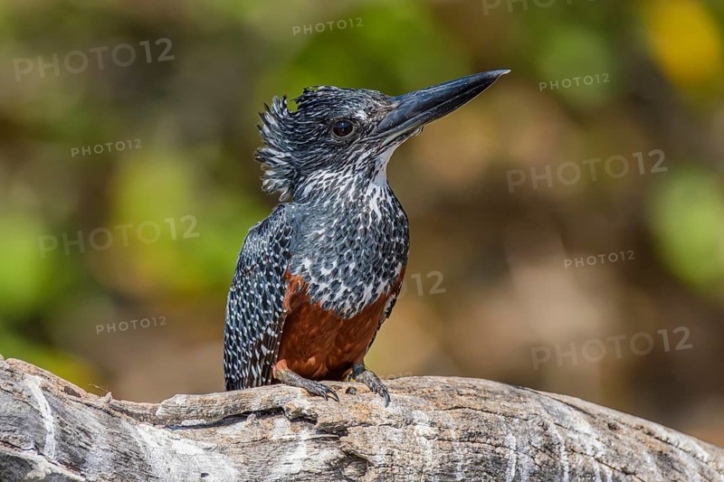 Giant kingfisher, (Megaceryle maxima), largest kingfisher in Africa, perched on a tree at the Chobe Riverfront, Chobe National Park, Botswana