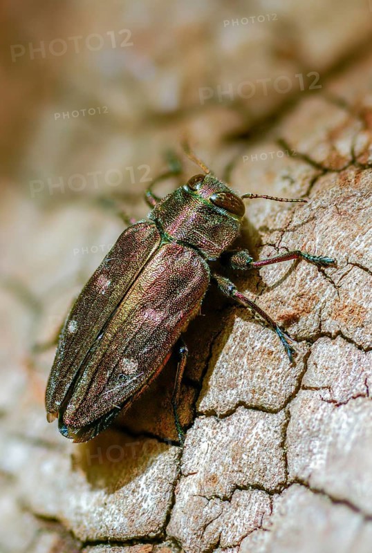 Chrysobothris affinis, gold pit oak splendour beetle, goldmine oak beetle, golddot hardwood beetle, beetle, coleoptera, high size, portrait format, insects, beetles