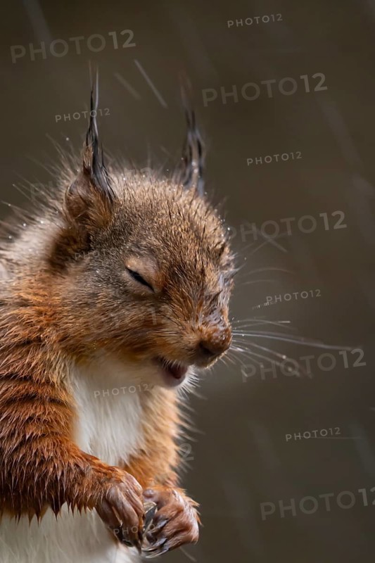 Red squirrel (Sciurus vulgaris) adult animal in a rain storm, England, United Kingdom